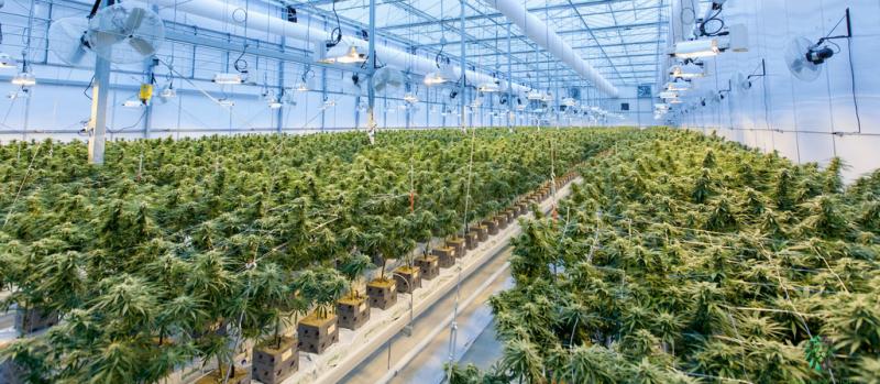 The photograph shows what a typical indoor marijuana-growing facility looks like. These types of cultivation operations are permitted in unincorporated areas of Sussex County. PHOTO COURTESY OF RICHARD T. AND UNSPLASH